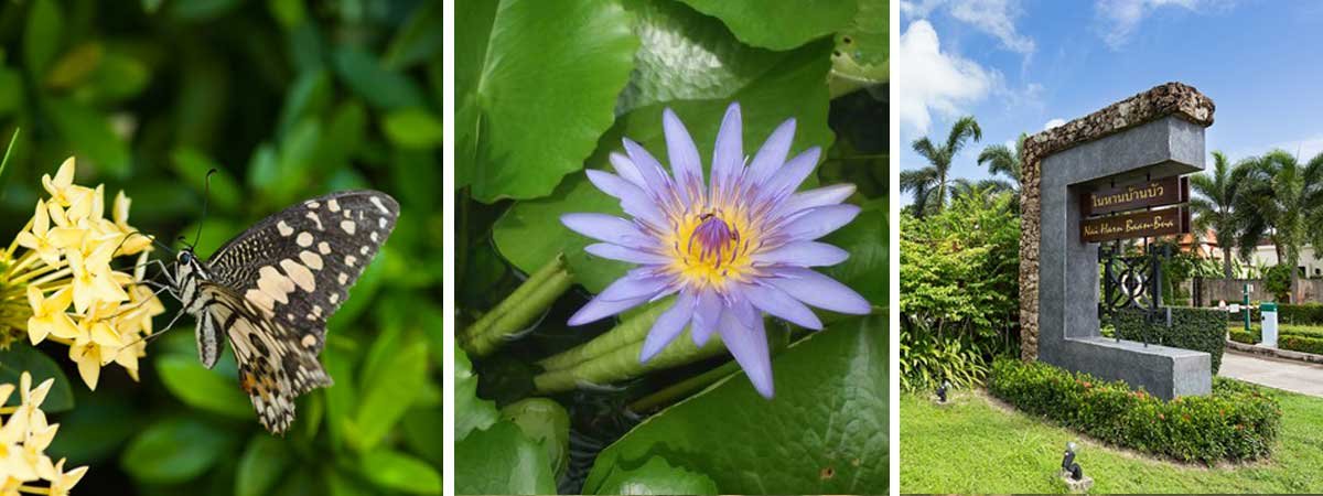 Nai Harn Baan Bua nature